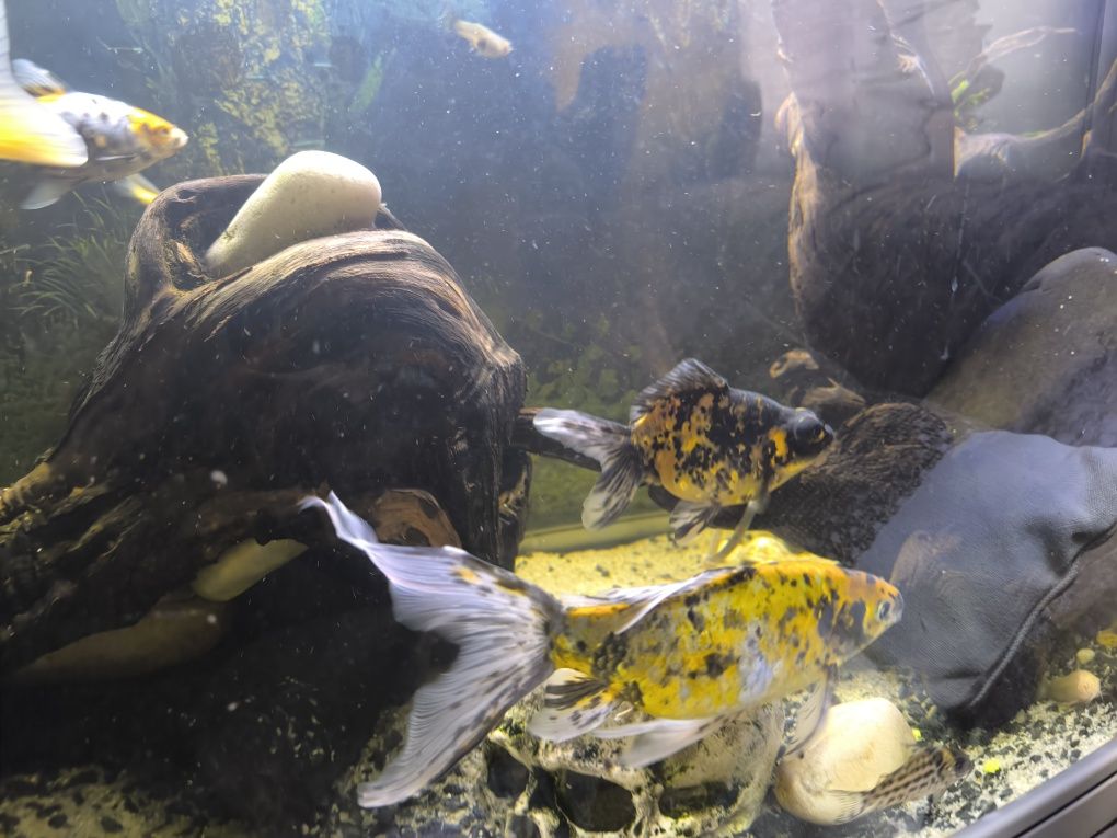 Vendo vários peixes