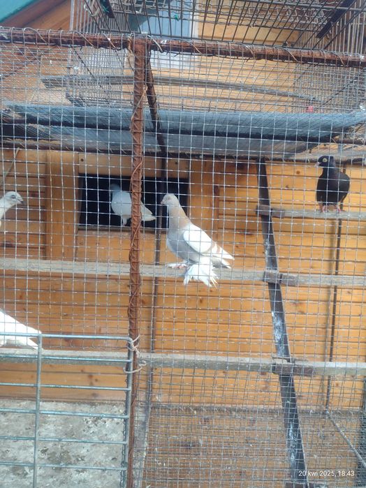 golebie ozdobne rozne rasy