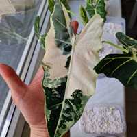 Alocasia Alokazja Frydek Variegata bulwa