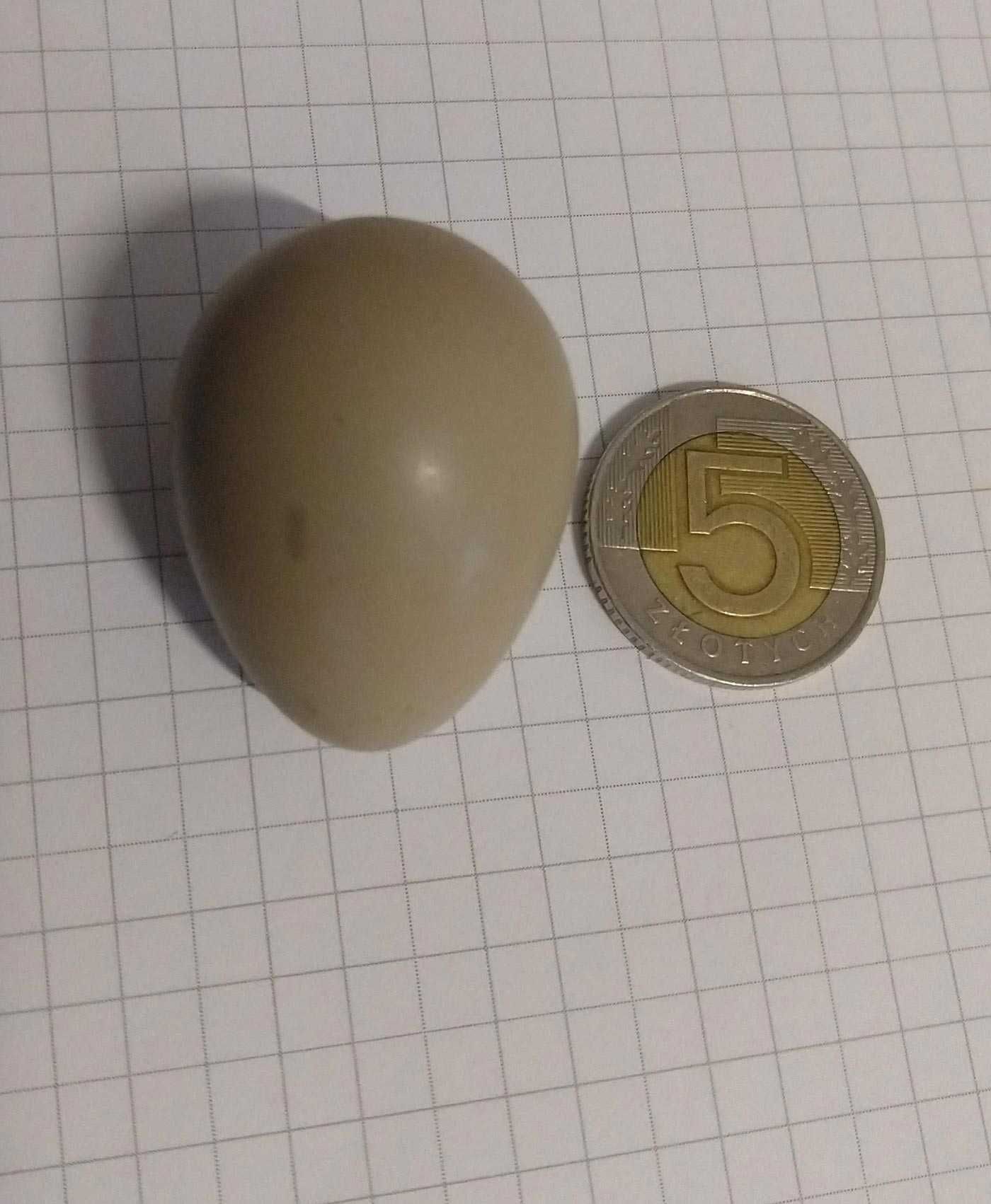 Kuropatwa szara, jaja lęgowe dostępne od marca