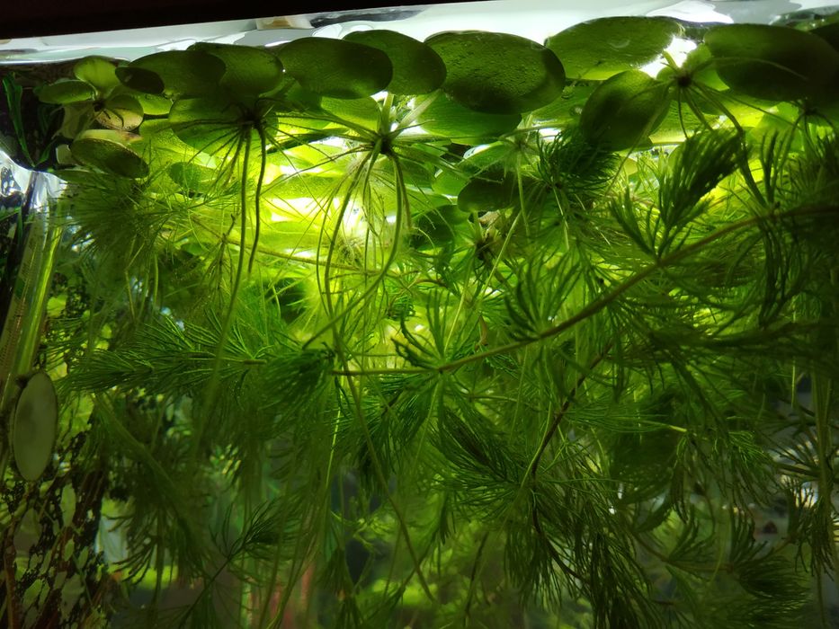 Рослини Акваріумні - Лімнобіум, Валіснерія, Мох , Роголисник