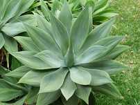 Agaves de dragão vários tamanhos