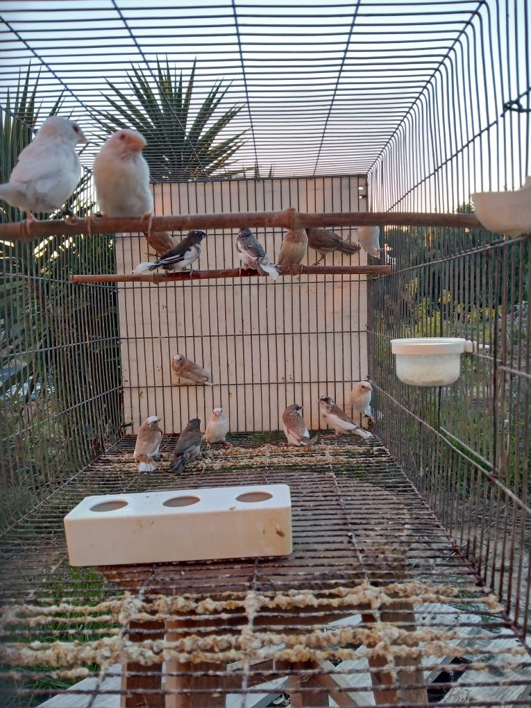 Bengalins brancos, malhados e cremes