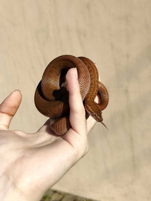 Wąż mahoniowy samiec dorosły