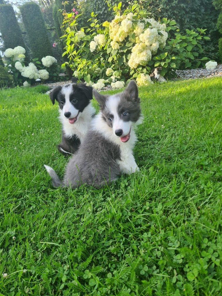 Border collie BLUE