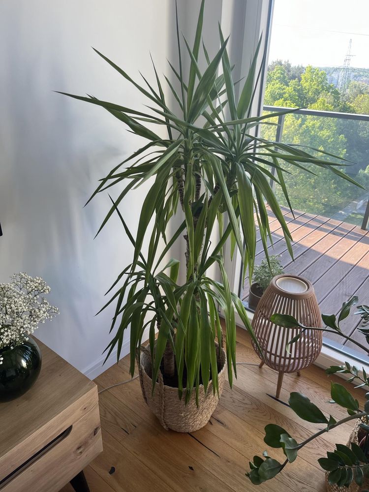 Jukka juka dracena