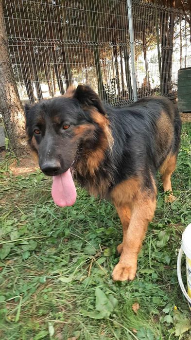 Luna roczny owczarek niemiecki