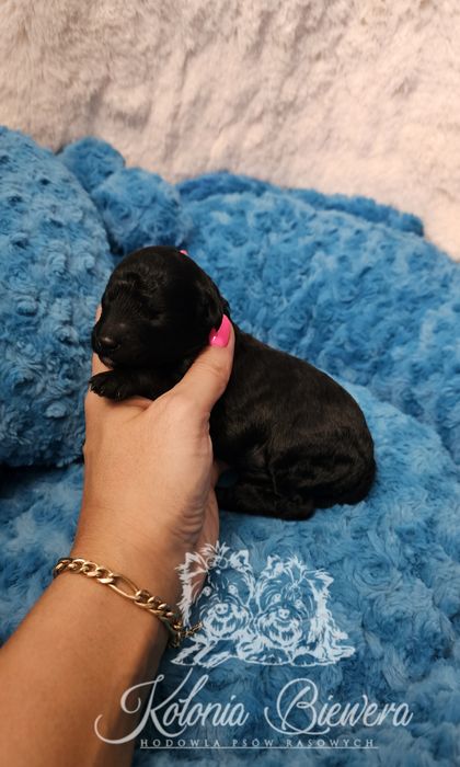 Pudel Toy/Miniaturowy czarny piesek Badania genetyczne Paszport!!