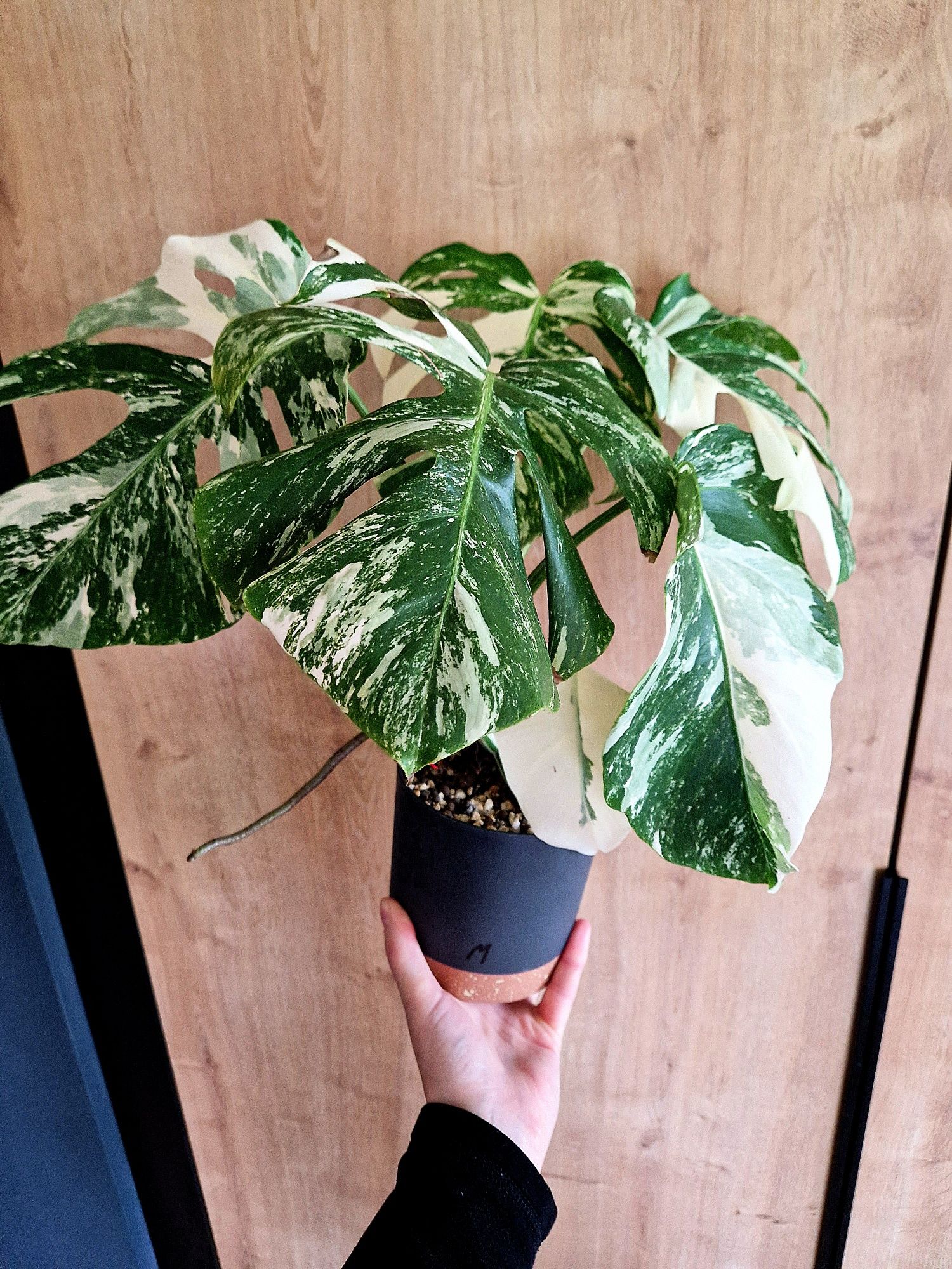 Monstera variegata
