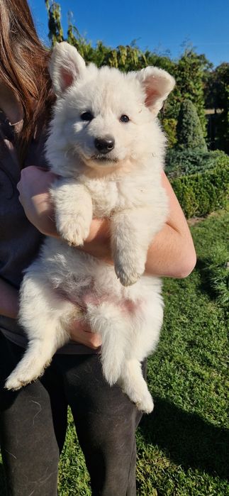 Biały Owczarek Szwajcarski FCI, suczka