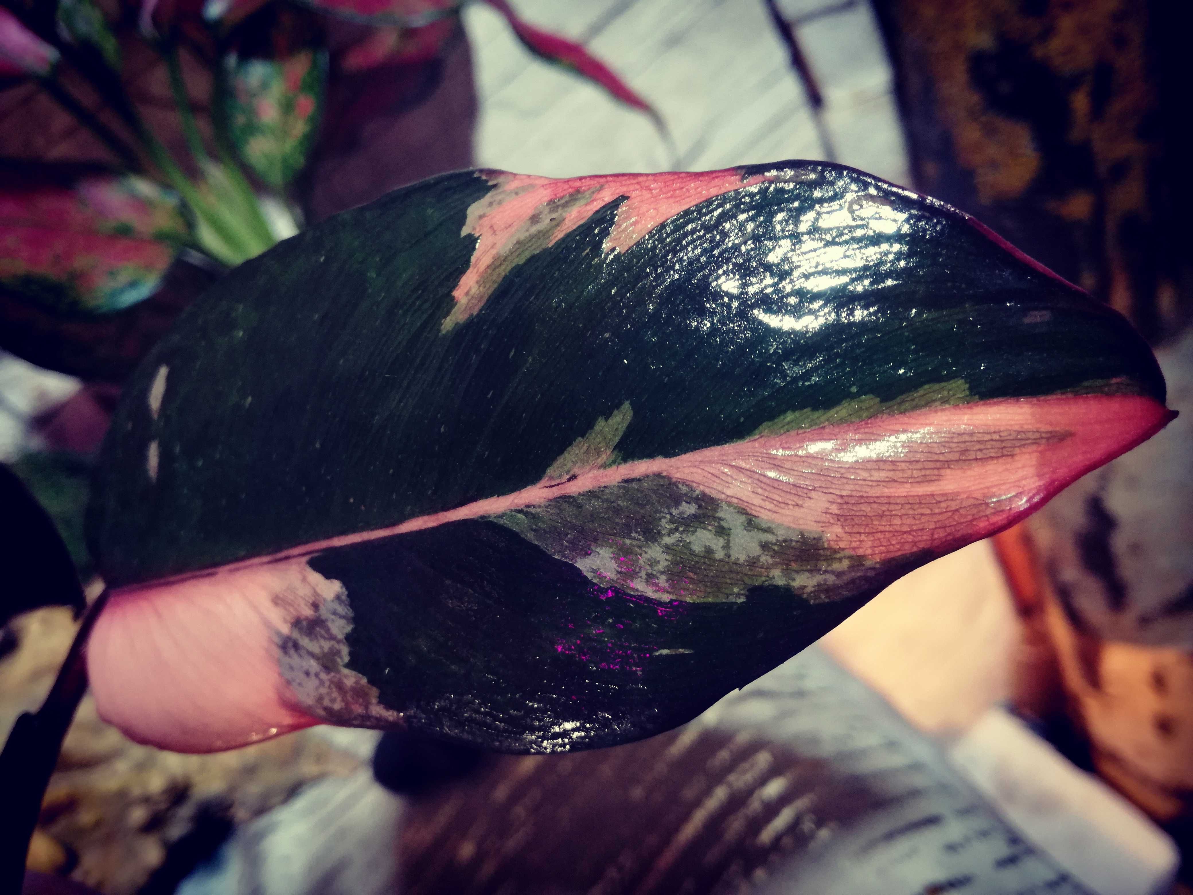 INTERNATION.Philodendron Pink Princess Dark Variegata Księżniczka Róża