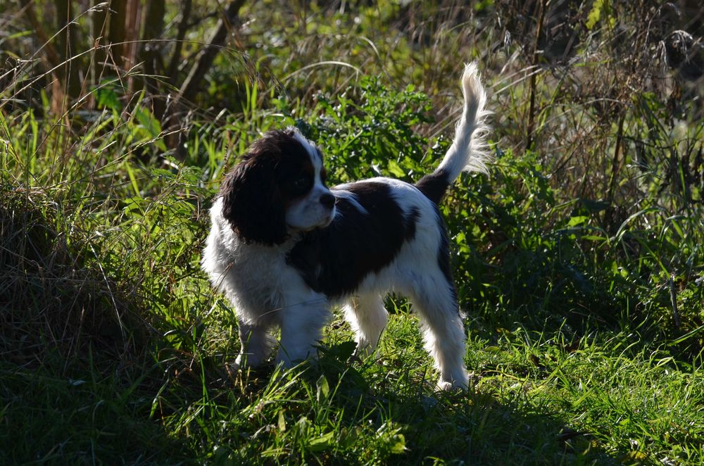Cavalier King Charles Spaniel - piesek FCI
