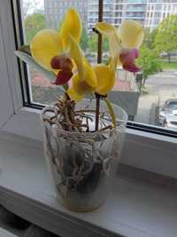 Орхідея жовтого кольору вазон
