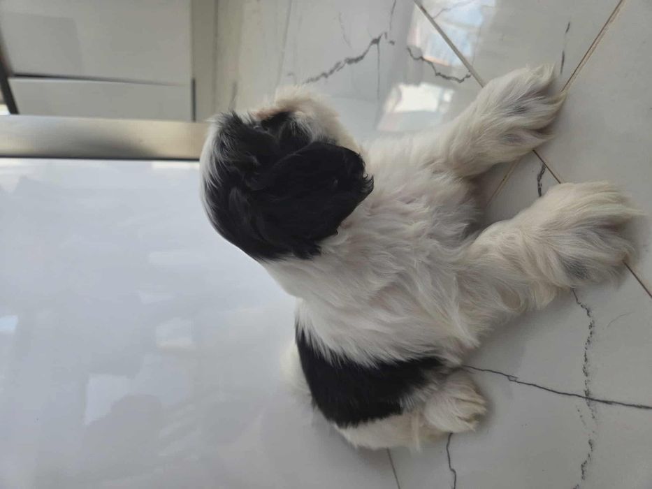 Uroczy piesek Shih-tzu