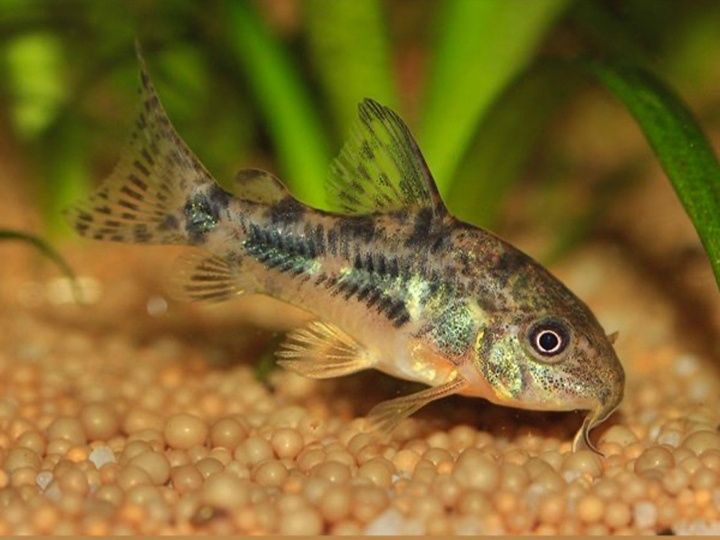 Corydora paleatus " corydora pimenta"