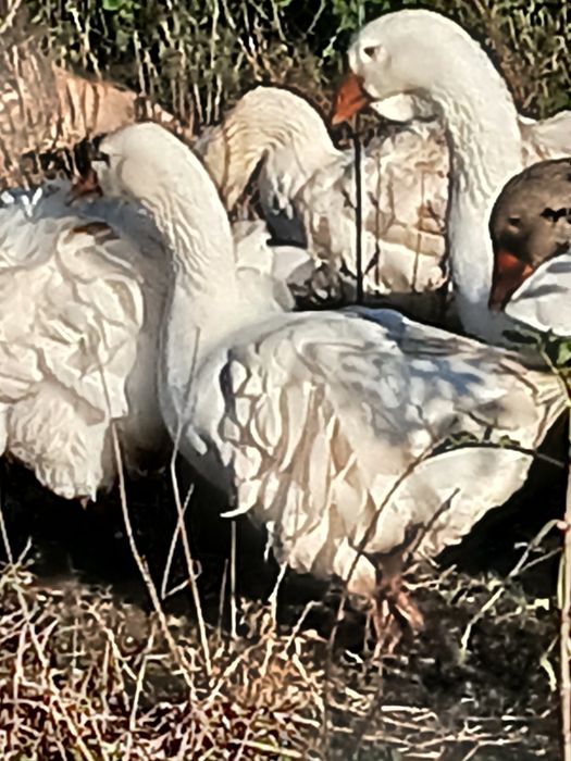 Perliczki,indyki,kogut,gęsi lamdes,sewastopolskie