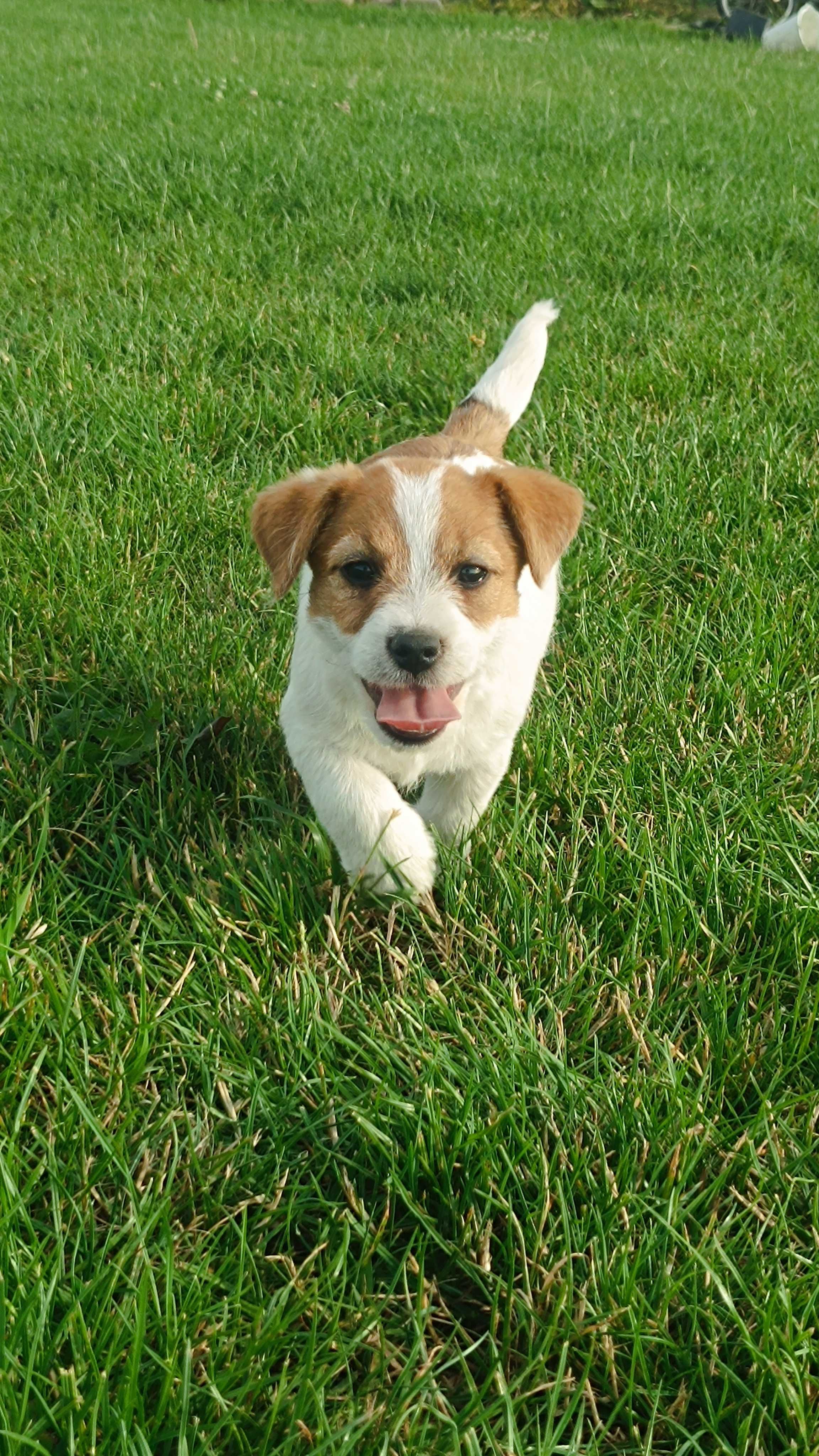 Jack Russell terrier