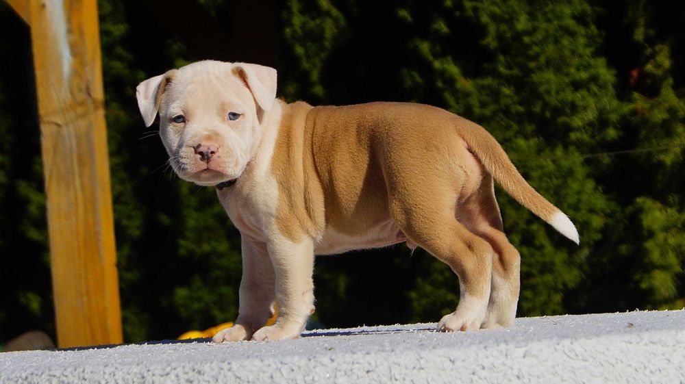 Lexus, szczeniak Amstaff, białogłowy samiec z rodowodem, cudo