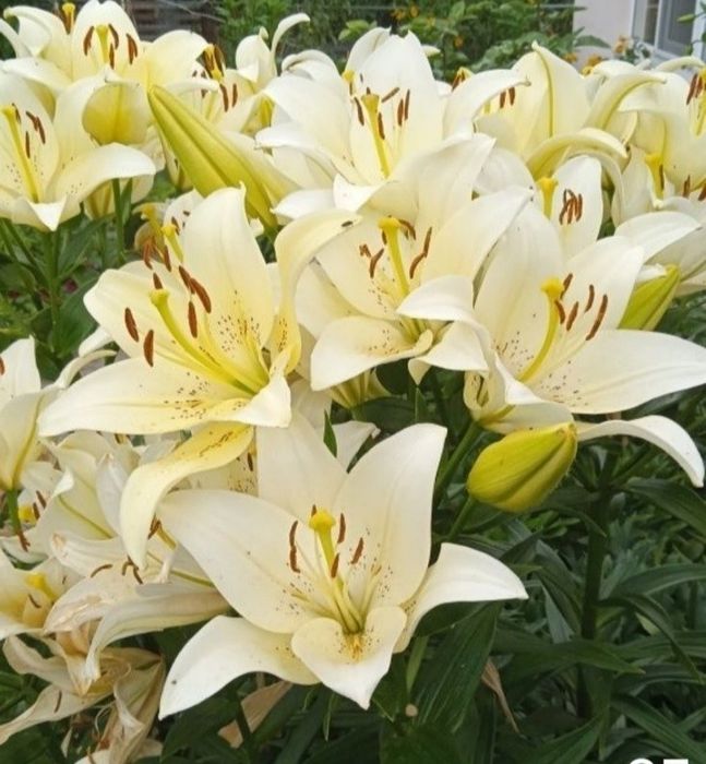 Лілії, квіти з домашнього квітника