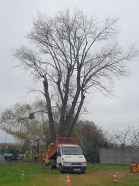 Wycinka pielęgnacja drzew usuwanie korzeni karp prace interwencyjne