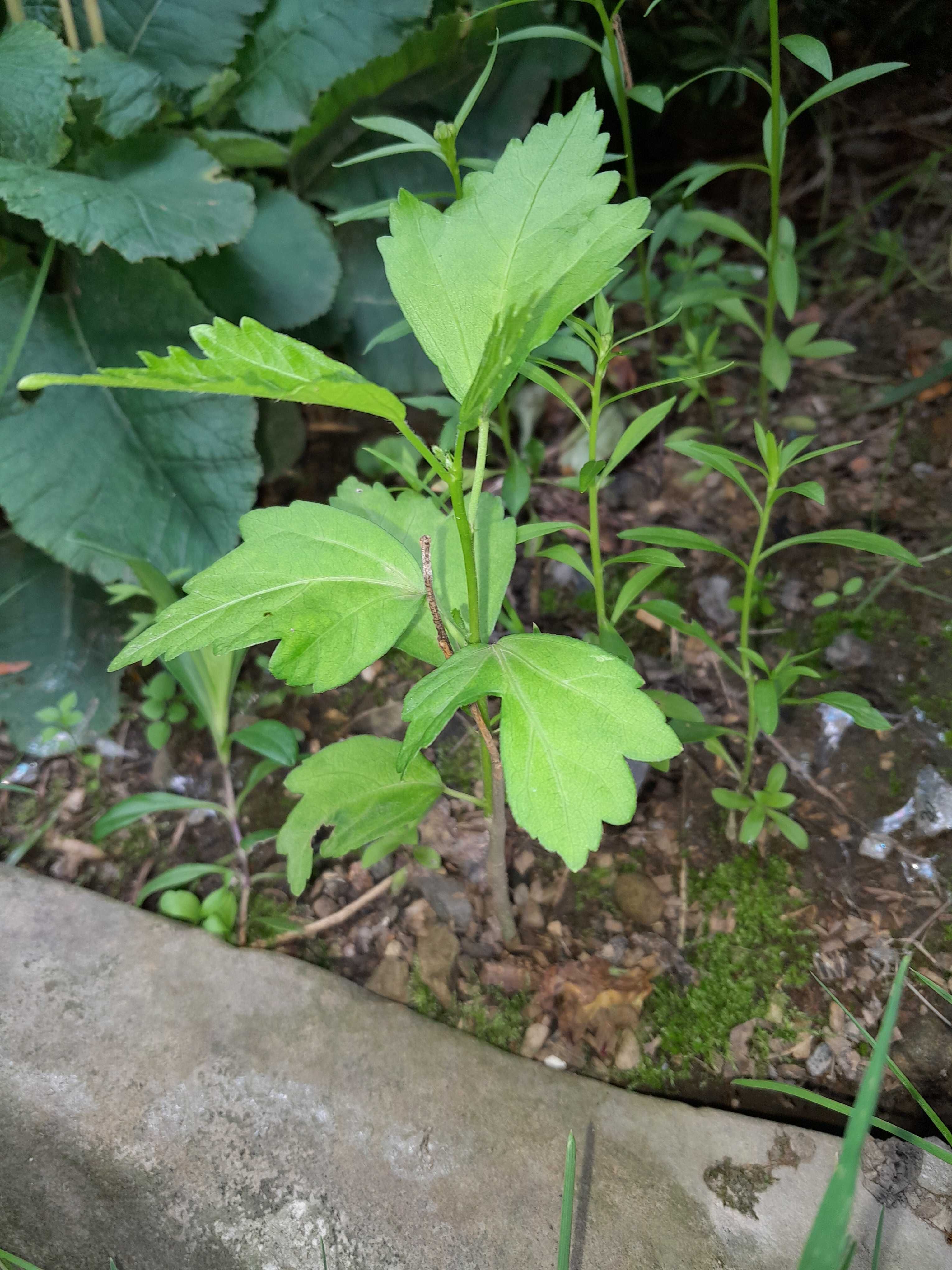 Ketmia hibiskus japoński