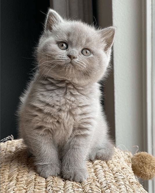 Kocurek liliowy brytyjski