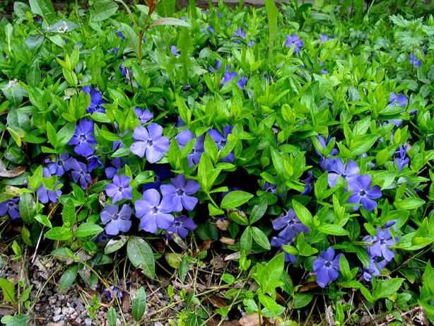 Barwinek pospolity 100 SZTUK po1 zł zadarniający pod drzewa