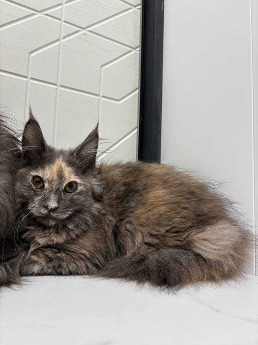 Кішечка мейн-кун зі всіма документами WCF та щепленнями Доставка