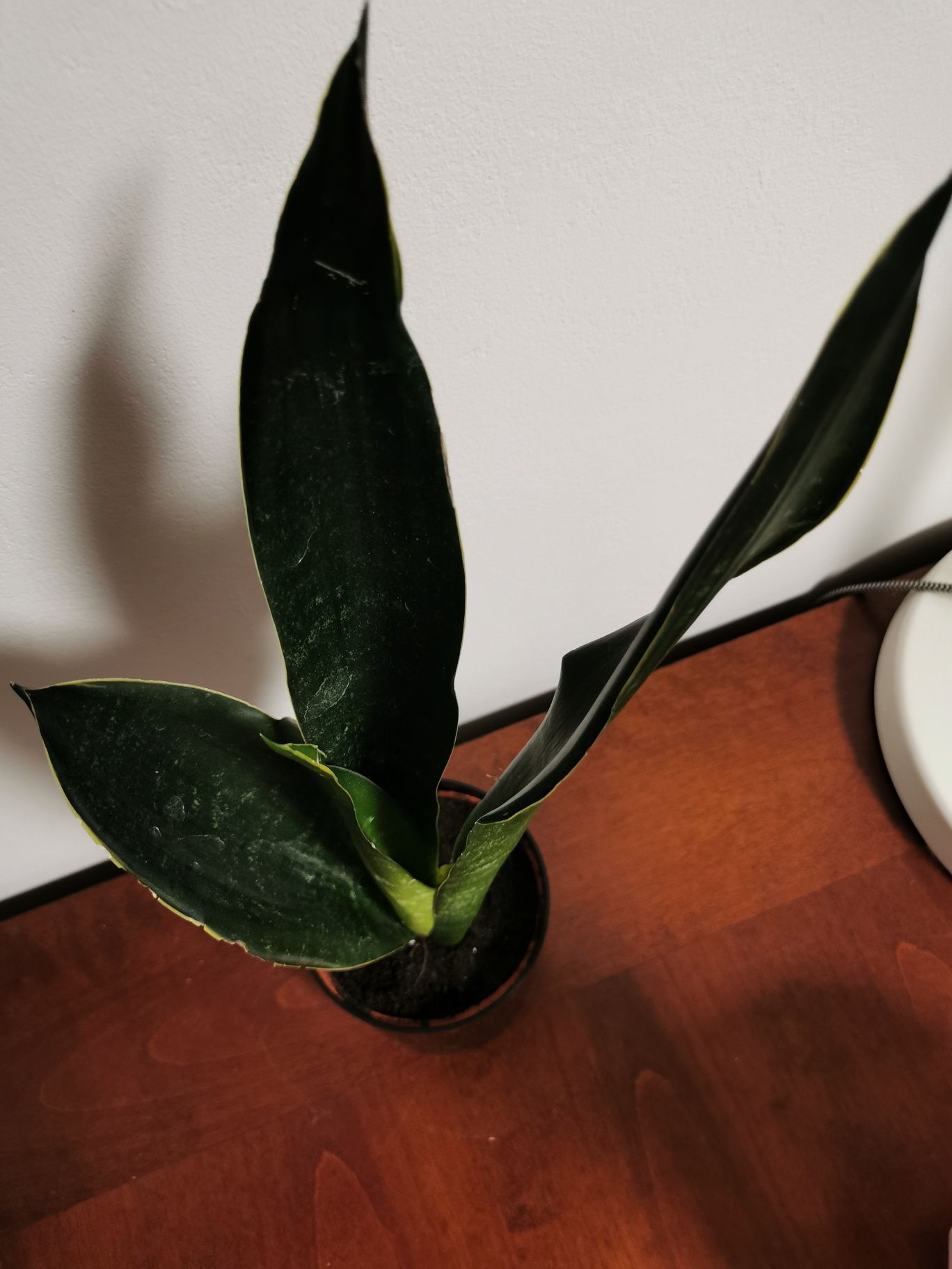 Duża roślina sansewieria, sansevieria, wężownica