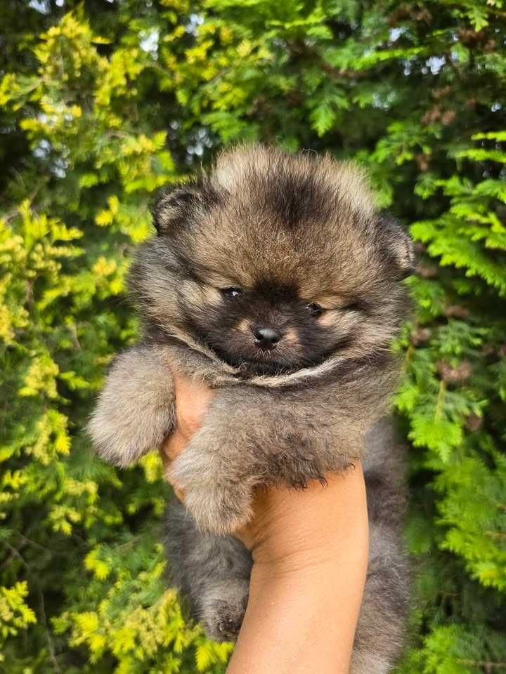 TOP  Szpic Miniaturowy Pomeranian ZkwP/FCI
