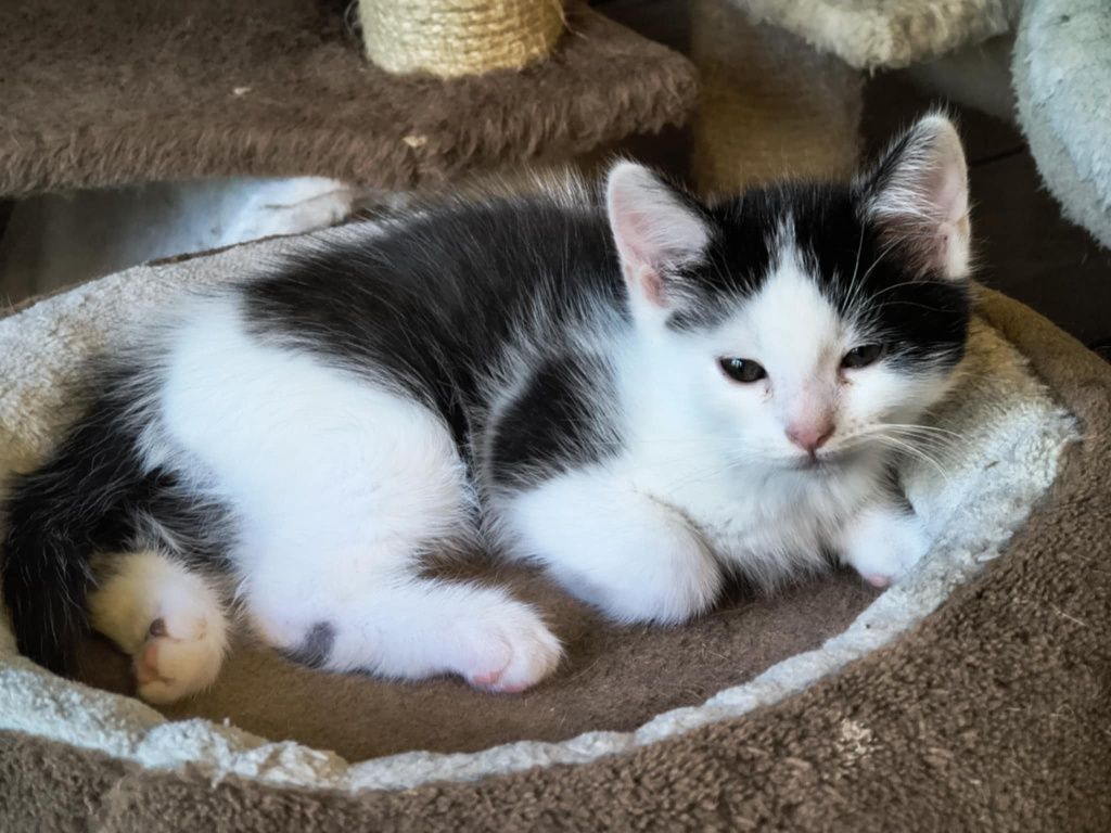 Małe kotki po długowłosej matce DO ADOPCJI
