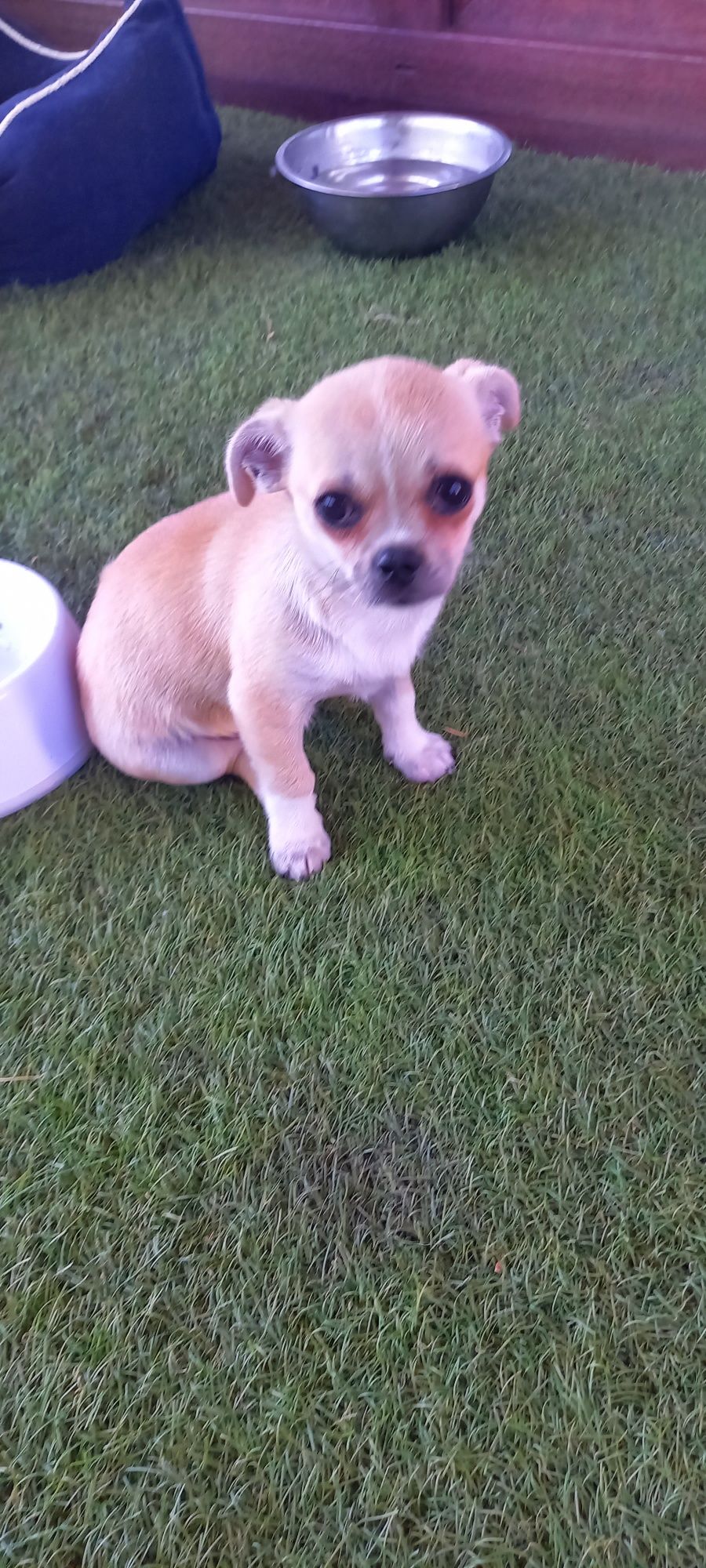 Piesek rasy Chihuahua