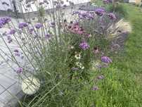 Webena patagonska  i stipa