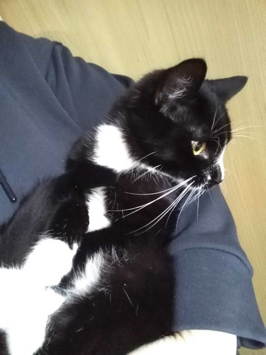 котик хлопчик підібраний викоханий здоровий привчений до лотку