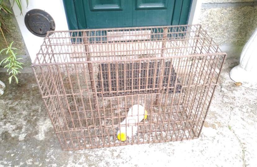 Transportadora De Animais