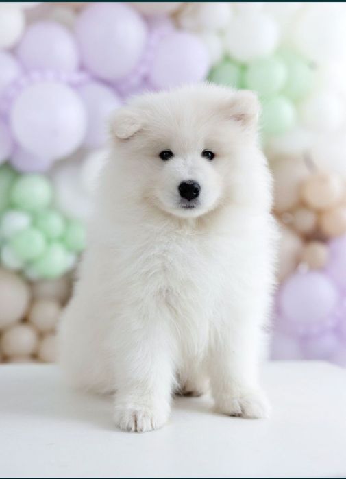 SAMOYED  kwiecień 2026 *Arctic Challenge Poland FCI*