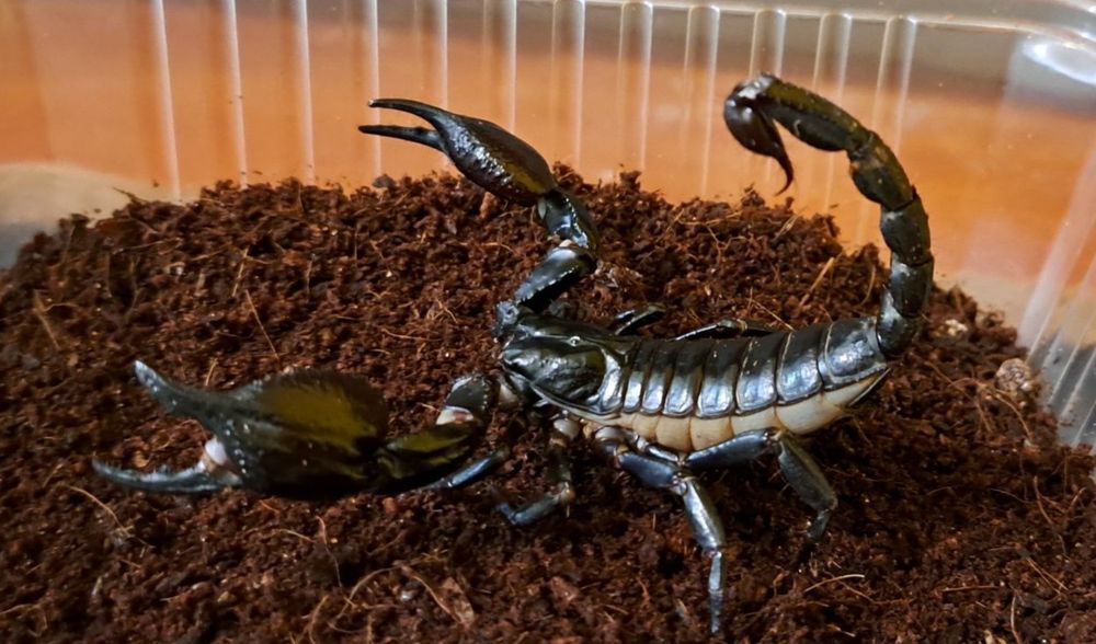 Hetetometrus silenus sub adult