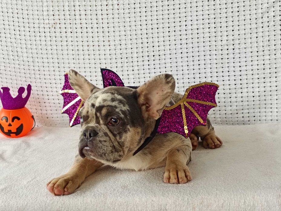 Bulldogue francês fêmea merle