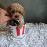 Maltipoo xxss maleńki piesek /samczyk .