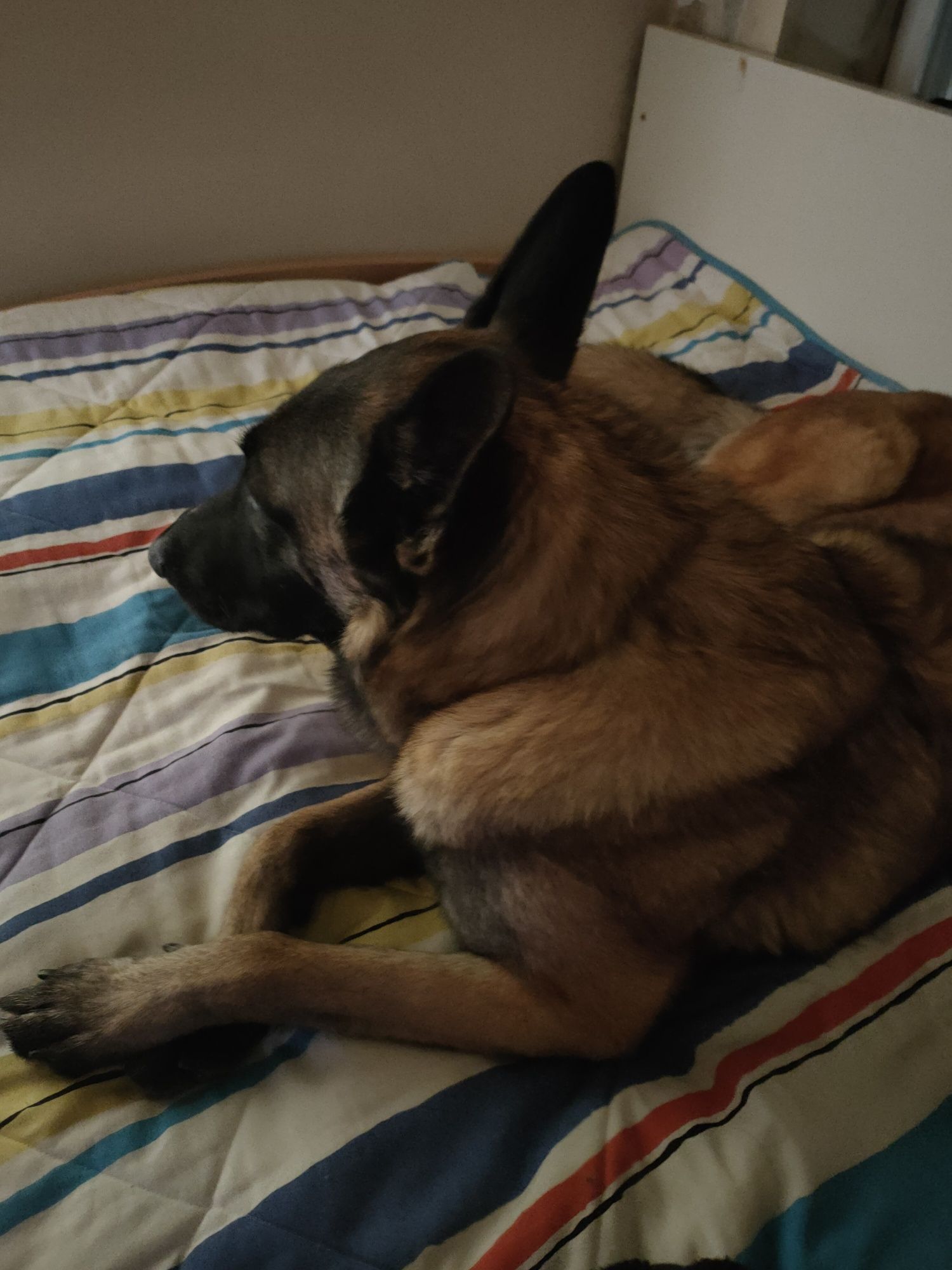 Nova família ADOTAR.ME