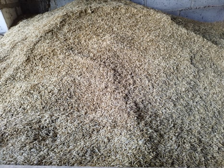 Owies/Żyto Ziarno ładne