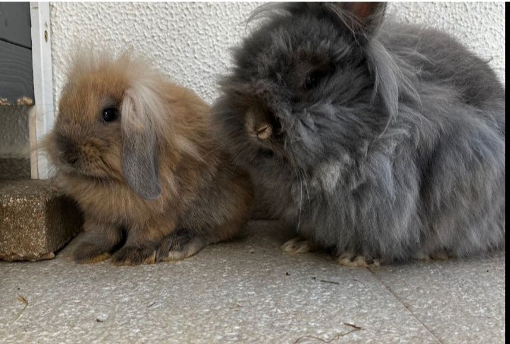 Coelhinhas Angorá e cabeça de Lião com a casinha