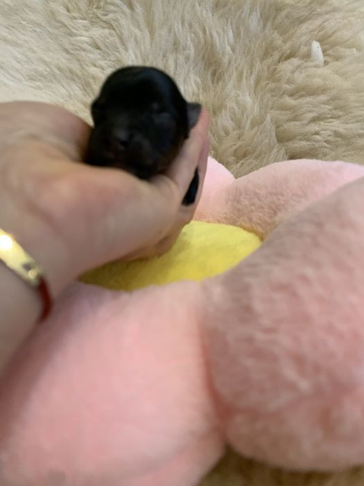 York  czarny samiec piesek