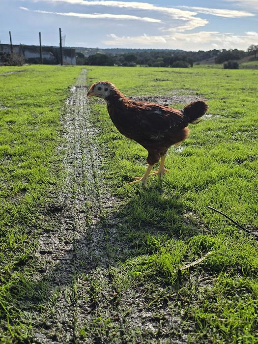 Pintos machos Rhode Island Red puros  com 1 e meio