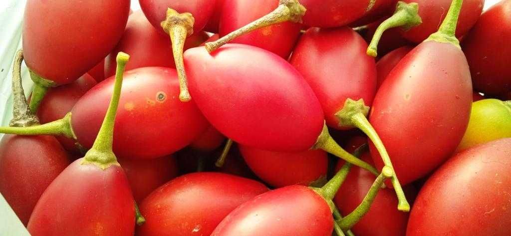 Tamarilho biologico