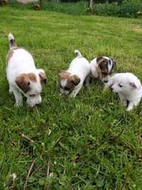 Jack Russell terrier suczka