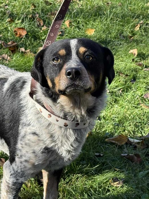 Serduszko- piękny młody psiak do adopcji