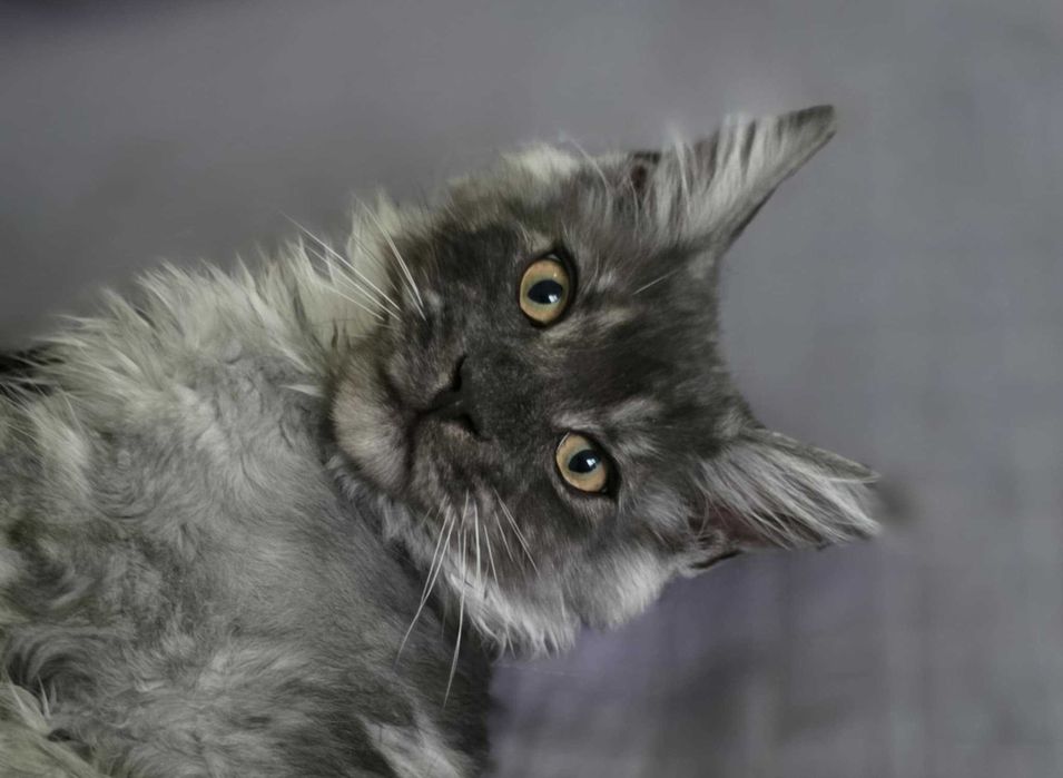 Piękna kotka ELZA Maine Coon do hodowli Felis polonia