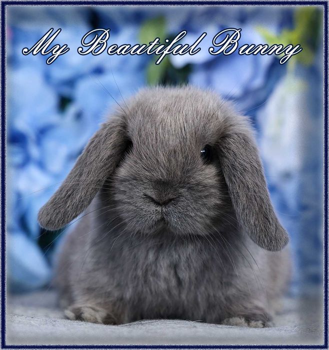 Piękny Królik Mini Lop - Blue