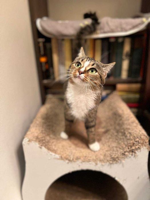 ніжна ,молоденька кицюня ,ще кошеня ,лагідна і акуратна